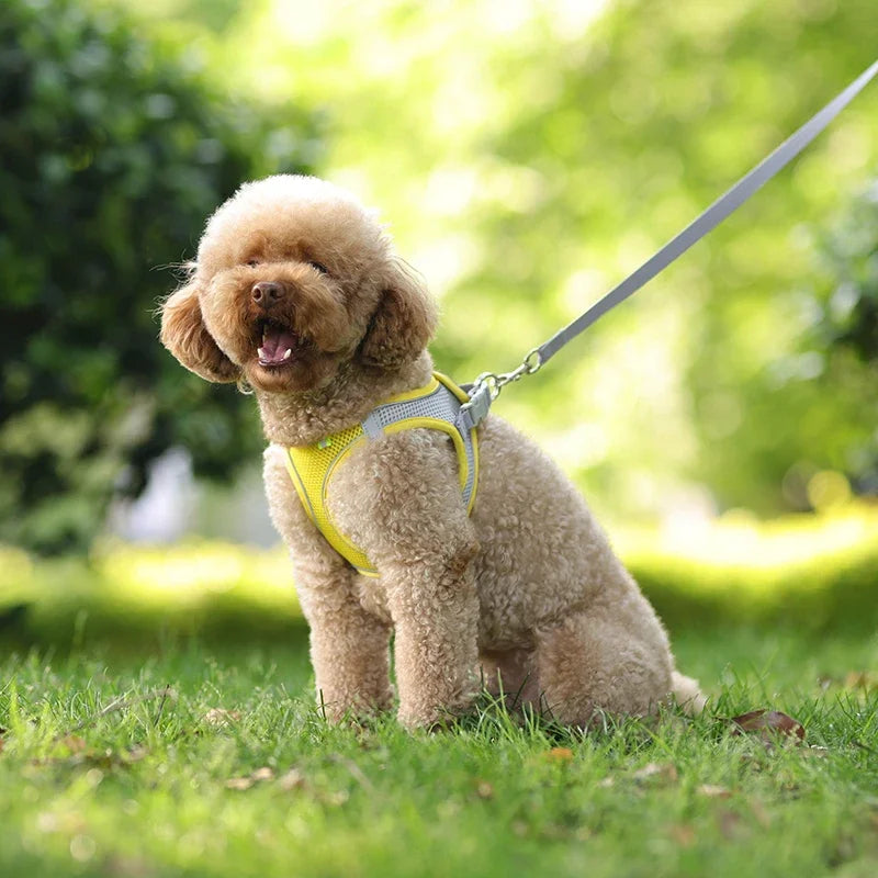 Puppy Harness Set Dog Accessories Adjustable Puppy and Cat Harness